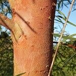 Eucalyptus nicholii Bark