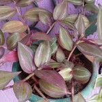 Tradescantia zebrinaFrunză