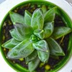 Pachyphytum compactum List