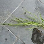 Panicum dichotomiflorum Habit