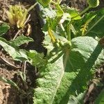 Sonchus asperFuelha