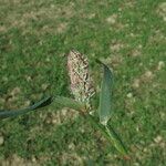 Crypsis schoenoides Leaf