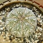 Astrophytum asterias Folha