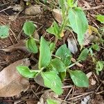 Commelina benghalensis Листок