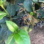 Viburnum tinus Fruit