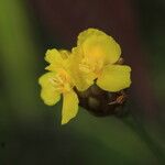 Xyris jupicai Flower