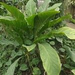 Anthurium hookeri Leaf