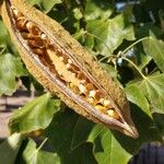 Brachychiton discolor Fruto
