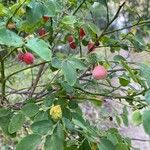 Vaccinium parvifolium Fruit