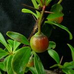 Berberis angulosa Habit