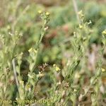 Linaria arenaria Plante entière