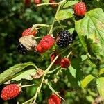 Rubus occidentalisПлод