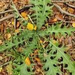 Cirsium vulgareFeuille