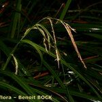 Carex perraudieriana Otro