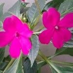 Impatiens flaccida പുഷ്പം