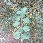 Spiraea × vanhouttei Leaf