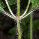 Scutellaria ovata Bark