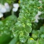 Prostanthera cuneata Yaprak
