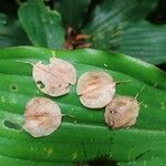 Hymenocardia ulmoides Fruto