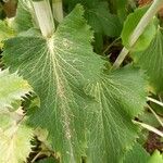 Eryngium giganteum Blatt