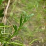 Lepidium squamatum Folla