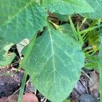 Solanum physalifolium Liść