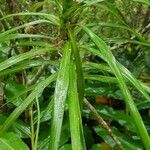 Pandanus purpurascens 葉