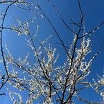 Prunus cocomilia 花
