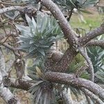 Leucadendron argenteum 其他