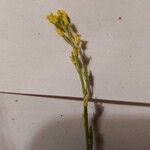 Myagrum perfoliatum Blodyn