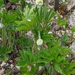 Anemone sylvestris পাতা