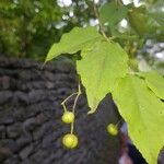 Euonymus oxyphyllus Plod