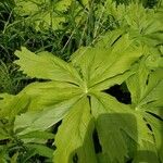 Podophyllum peltatum Lapas