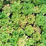 Haworthia cymbiformis Yaprak