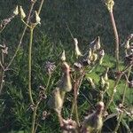 Lactuca macrophylla Fleur