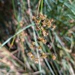 Juncus acutiflorus Fruit