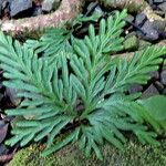 Selaginella flabellata Hoja