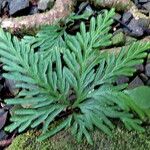 Selaginella flabellata Листок