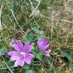 Malva sylvestrisBlüte