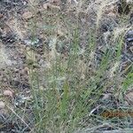 Elymus elymoides आदत