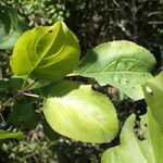 Rhamnus cathartica List