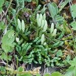 Lycopodium alpinum Celota