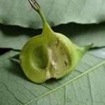 Sclerocroton cornutus Φρούτο
