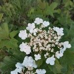 Viburnum sargentii Квітка