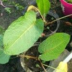 Rumex obtusifolius Leaf