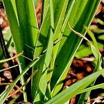 Hypoxis obtusa Folio