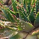 Aloe pratensis Foglia