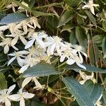 Clematis terniflora 花