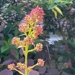 Spiraea tomentosa Fleur