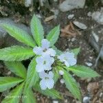 Cardamine pentaphyllos Virág